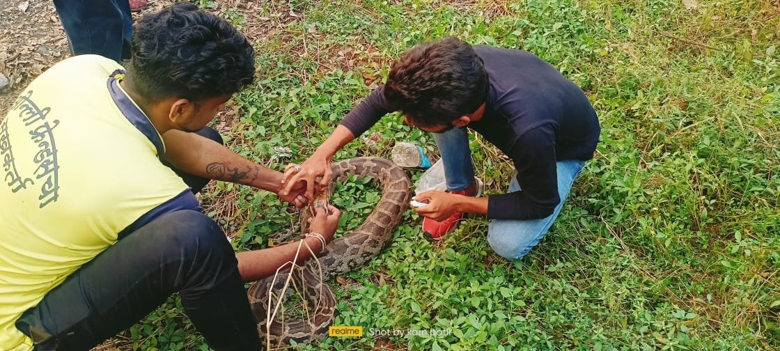 जखमी अवस्थेतील अजगराला वन्यजीव संरक्षण संस्थेच्या सर्प मित्रानी दिले जीवनदान.