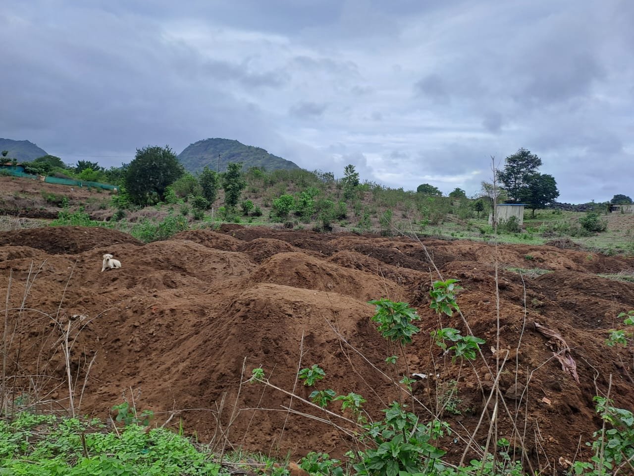 महापालिकेची विना परवानगी व बेकायदेशीर देहरंग धरणातील माती उत्खन्न करून माती साठा करणा-यांवर कारवाई करा- गणपत वारगडा 